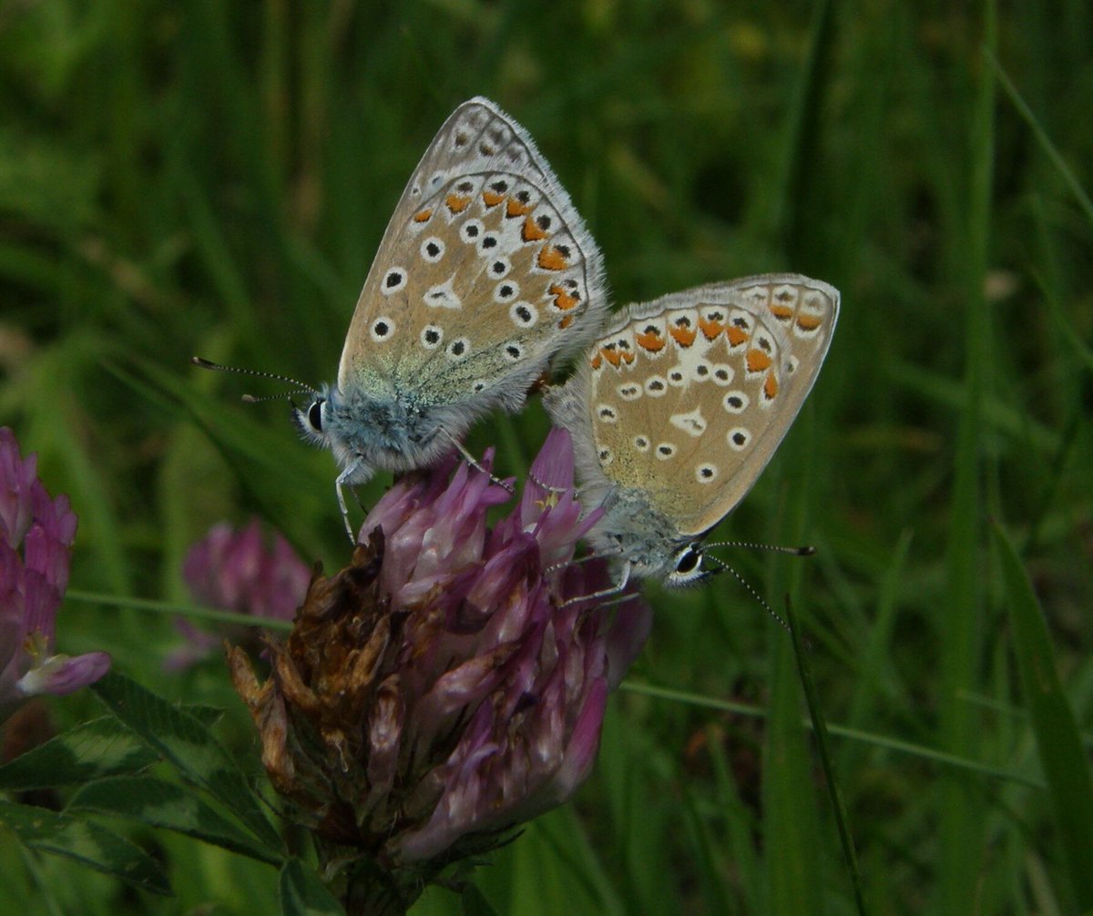 3107 of you contributed to the 2025 Big Butterfly Count in Norfolk counting nearly 55000 butterflies. Headlines. Butterfly numbers up 96% on 2024, Large White is No.1, biggest climber Common Blue and Small Tortoiseshell back in the top 10. Full results 👉 buff.ly/uqXCZf3
