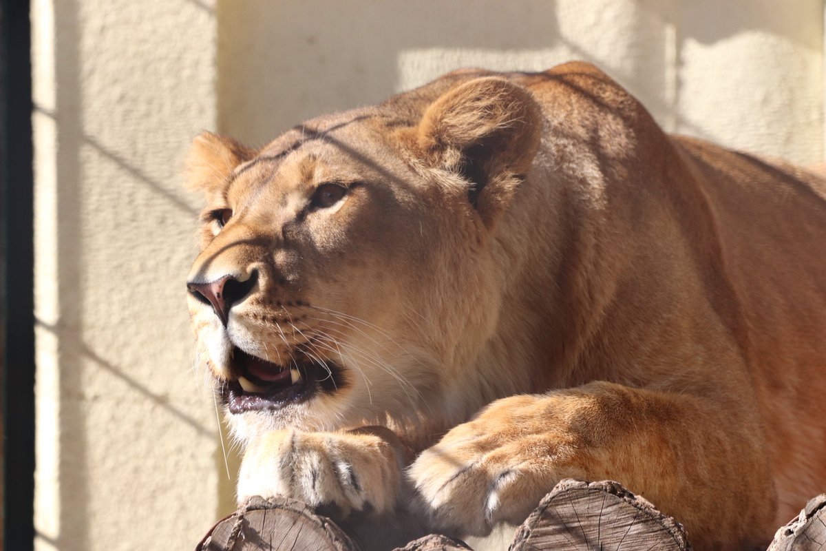 fuu⁠⁠❤️即購入OK!!  ブルー M AZONE INTERNATIONAL::えっくす☆きゅーと