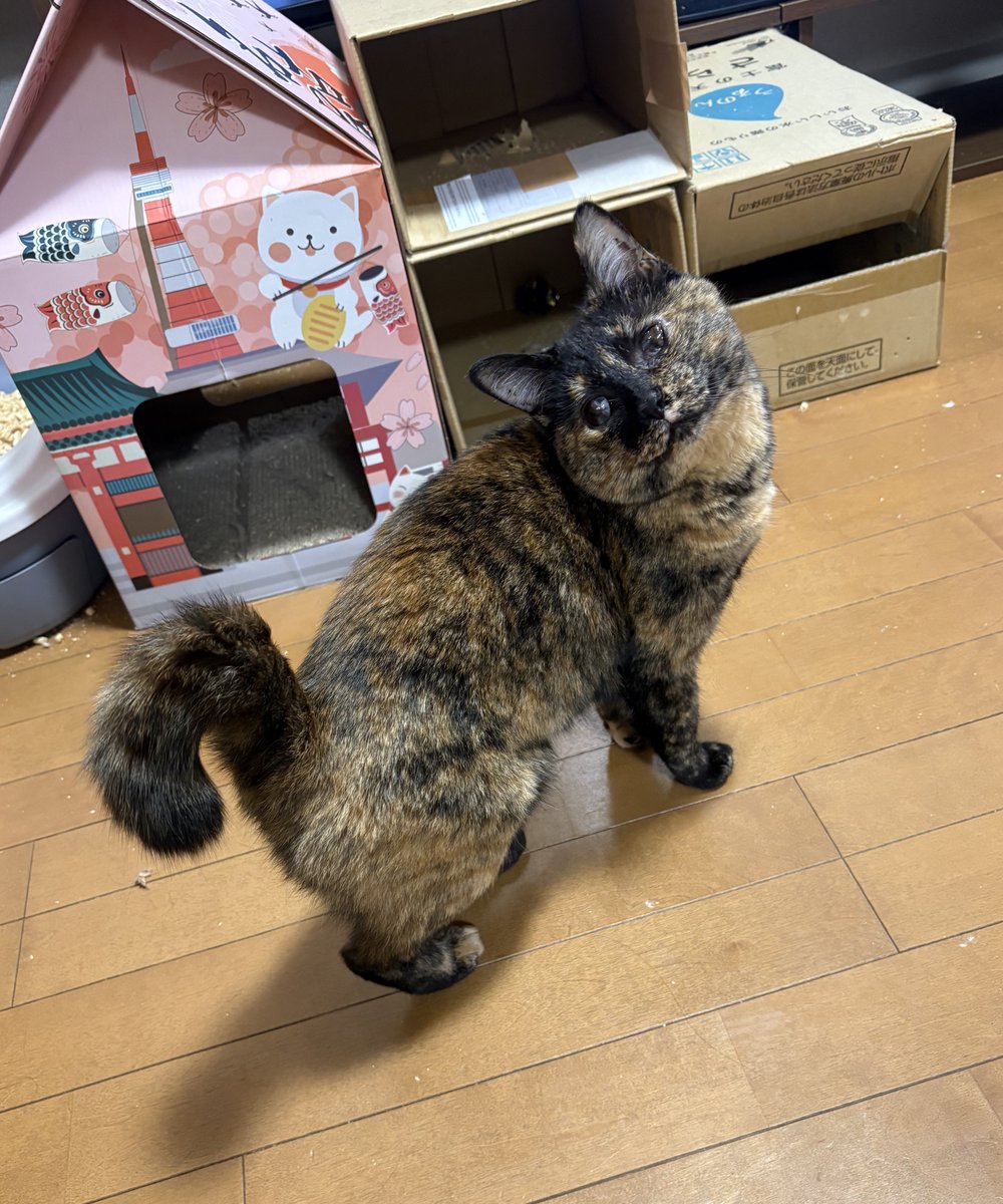 梅虎 (@uchan_kota) / Posts / X