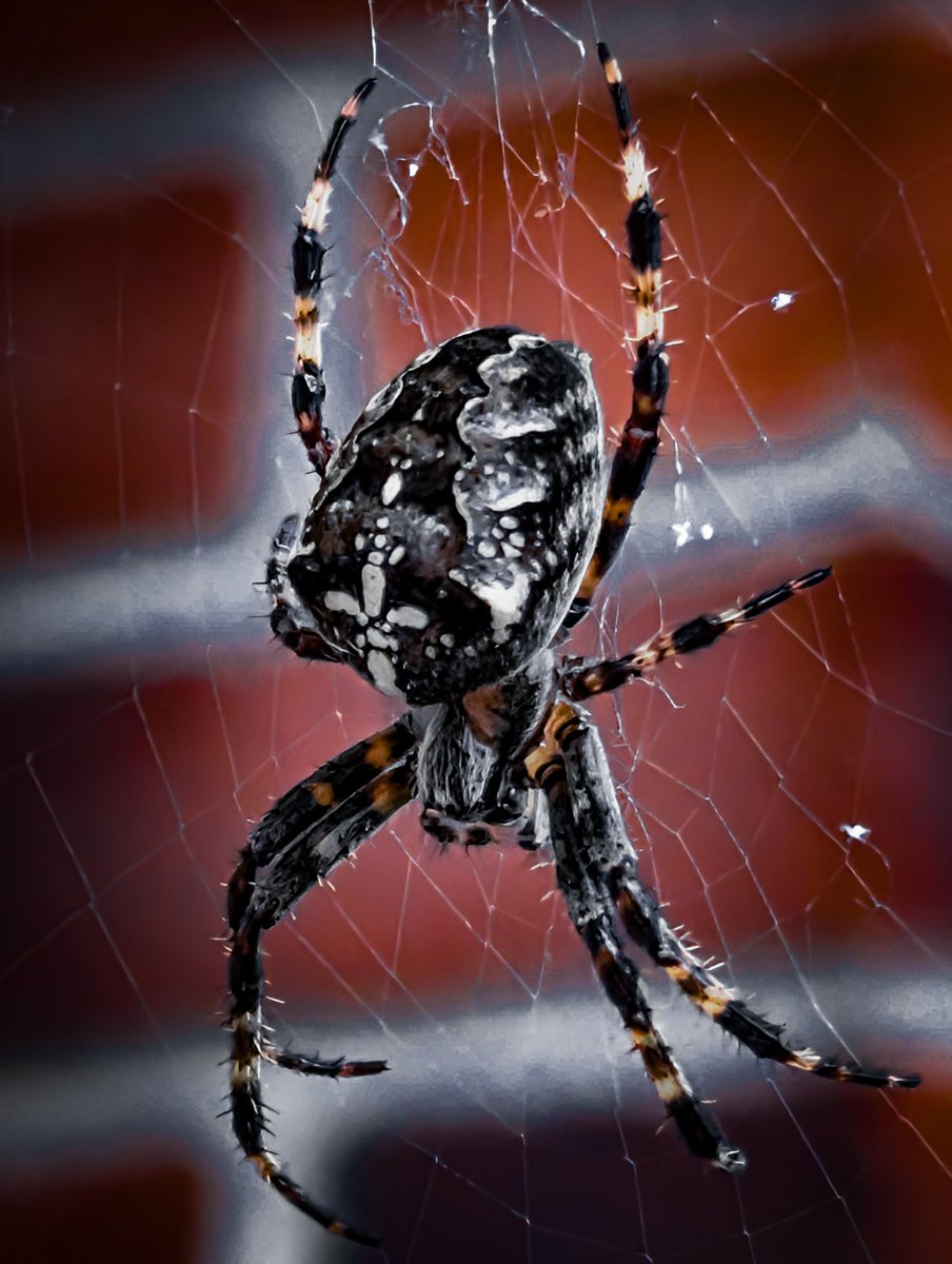 psychoticstate's tweet image. She was waiting for me 🕷️🖤🕷️🖤🕷️🖤
#spookymonth #spiders #helloween #photography