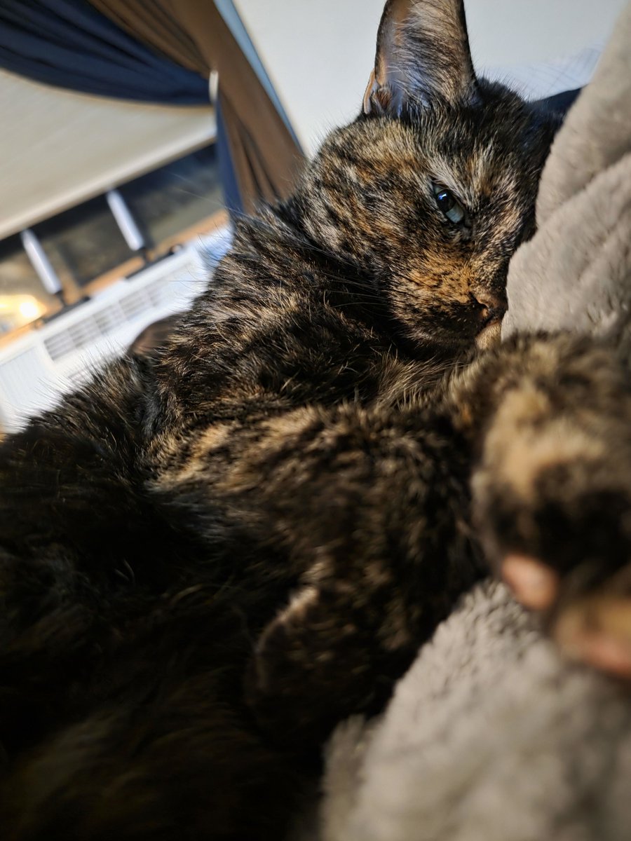 National cat day yay 💚