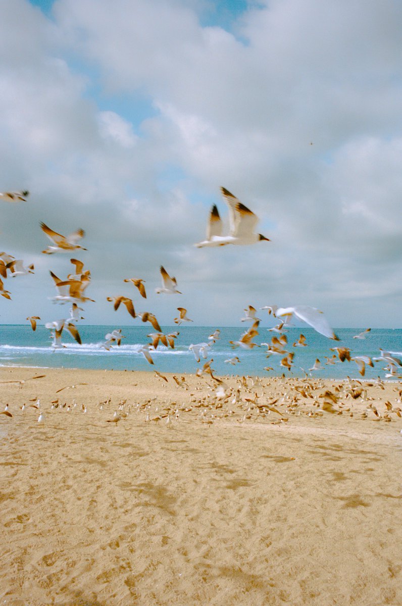 AlexKittoe's tweet image. Colors of the coast on 35mm 🎞️