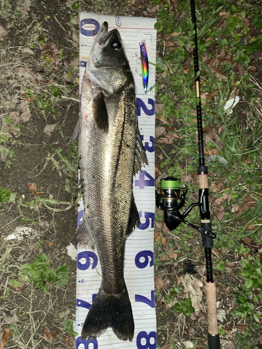 Fish and Lips タオル 1stDEMOCD Fish and Lips タオル 1stDEMOCD dショッピング |Fish and Lips