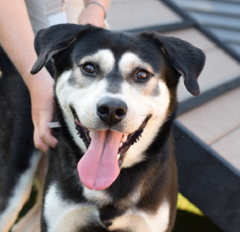 💔Famous💔
#NYCACC #235623 2y
▪️Relisted TBK: 10/30💉
#AdoptMe 

Precious sweetie's💔, stressed in scary shelter.
Easily aroused, jumping.
Trying 2 be brave, see his lovebug nature in video in replies.
Beautiful youngster's eager 2 pls + prefers slow intros.
Deserves loving, all