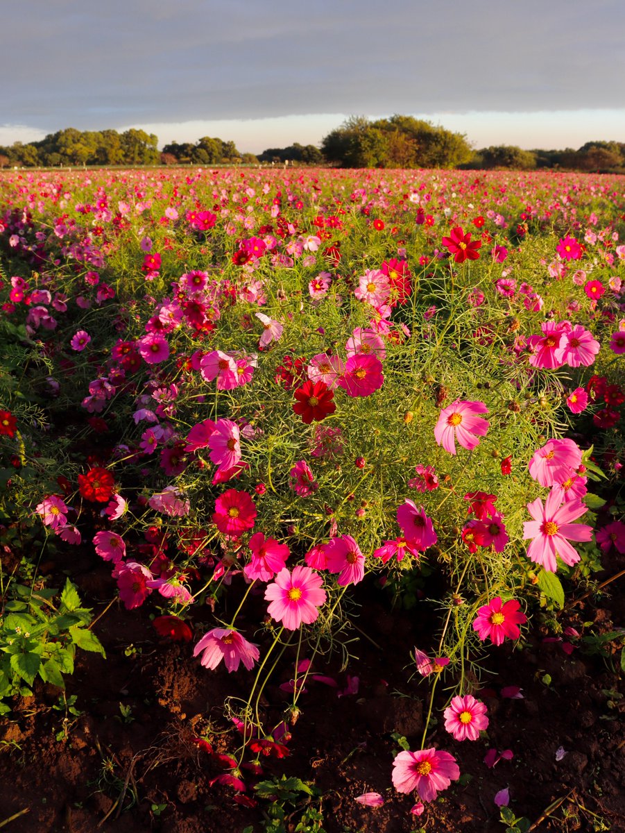 Isshin (@155hin) / Posts / X