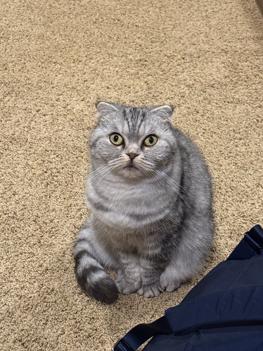 HAPPY NATIONAL CAT DAY!!!!