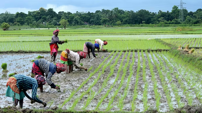 BringNewsIntnl's tweet photo. The country’s largest agricultural states are being urged to rethink farming systems: Climate change is projected to cut rain-fed rice yields by up to 20% by 2050 and 47% by 2080 unless adaptation happens. 
Source: India Today
#India #Agriculture #ClimateChange #BringNewsIntnl https://t.co/4MlHvUqnC1