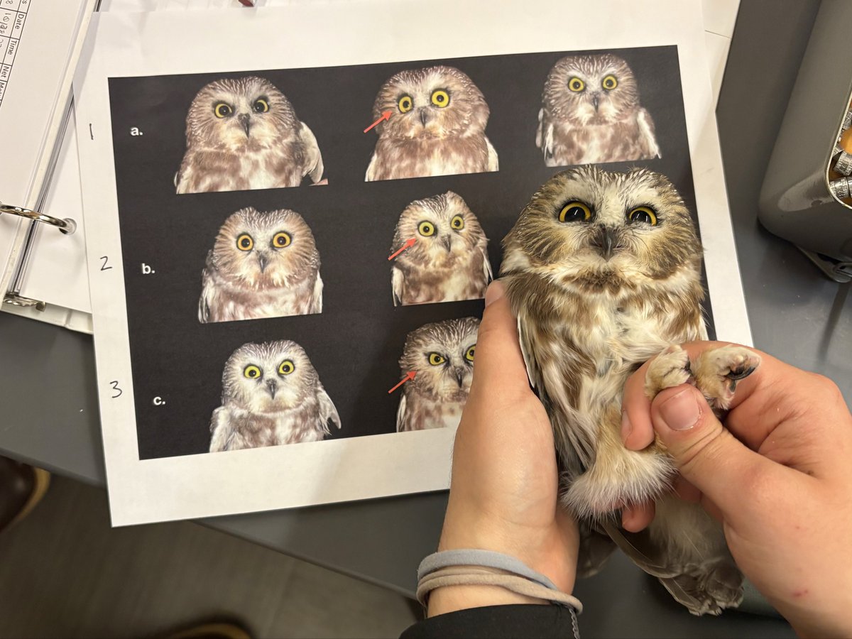 Dan Baldassarre (@evornithology) on Twitter photo Ah yes- the five owl personalities: sleepy, grumpy, goofy, nonplussed, and menacing Ah yes- the five owl personalities: sleepy, grumpy, goofy, nonplussed, and menacing