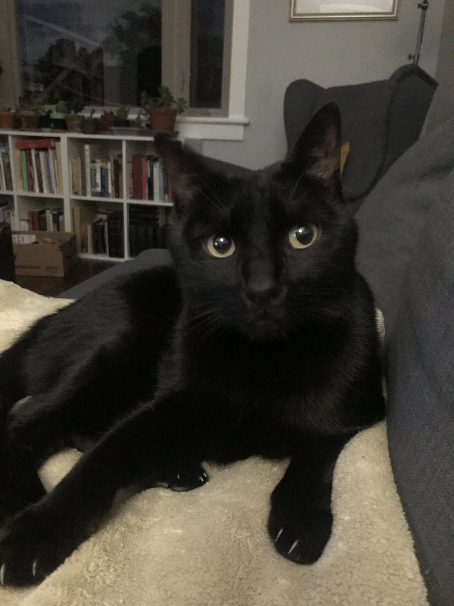 #NationalCatDay #blackcat #CatsOfTwitter