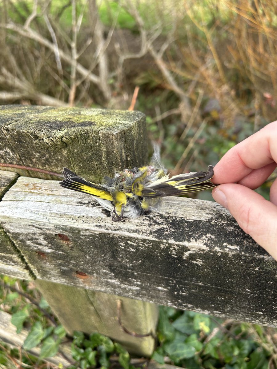 Dara Fitzpatrick tweet media