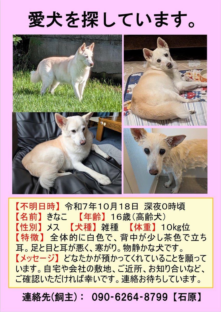 S68638311's tweet image. 捜索12日目。今日もポスティングを実施。チラシを見て連絡をくれることを祈る毎日…
早く帰ってきて…
※チラシを少しリニューアルしました。
#迷子犬　#ミックス犬きなこ　#北海道稚内市