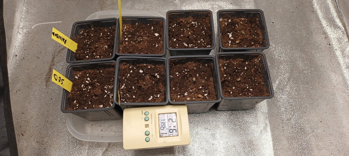 Sin_Pension's tweet image. @peluchon74 @Elicannaflor 
@es_trastornado hay unas Auto XL para la temporada k viene . Ahora es hora de unas  #FastVersion Suerte a todxs. 🙋