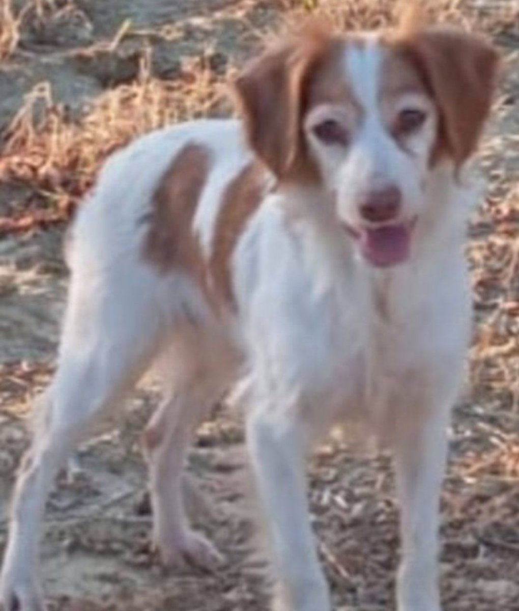 #Huelva

 #Angie está confundida y desamparada

Tras toda su vida en familia  "no pueden tenerla por un problema de salud" (¿les suena? (💔

10 años, dulce, y demasiado  vulnerable para entrar en un refugio.

Urge #adopcion
WhatsApp ☎️ 665 79 20 43