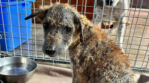 Cat_Kapow😾 #StandWithUkraine 🇺🇦🌻 tweet media