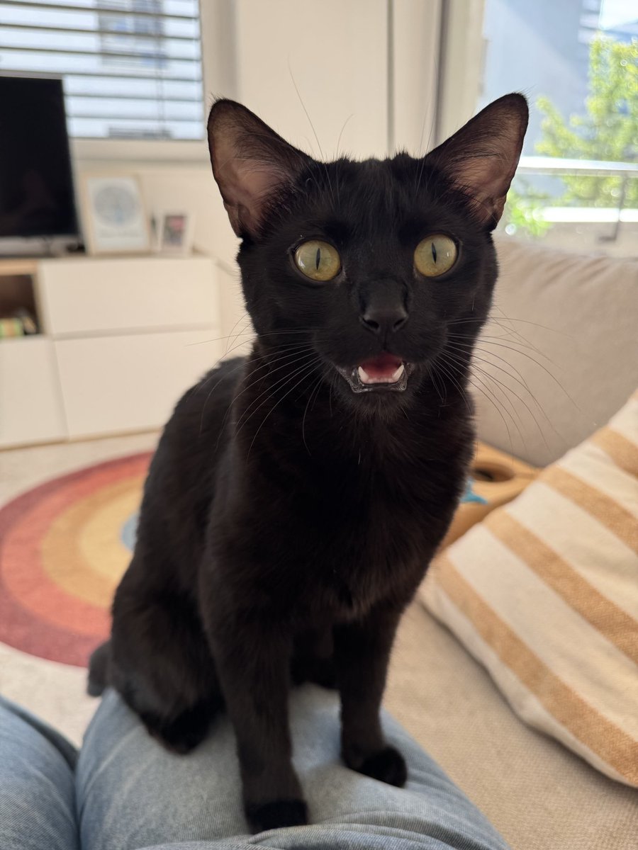 Ivcychen's tweet image. it’s their day 💗