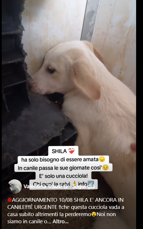 zampa_qua's tweet photo. URGENTISSIMO🆘🆘🆘🆘🆘☎️3289633366
https://t.co/lsMcuGhisN SHILA E' ANCORA IN CANILE È URGENTE SHILA 7 mesi  questa cucciola vada a casa subito altrimenti la perderemo se qualcuno la adotta subito può salvarsi.Per favore 🙏salviamola! #4voiceless https://t.co/eu7tLW7IzJ
