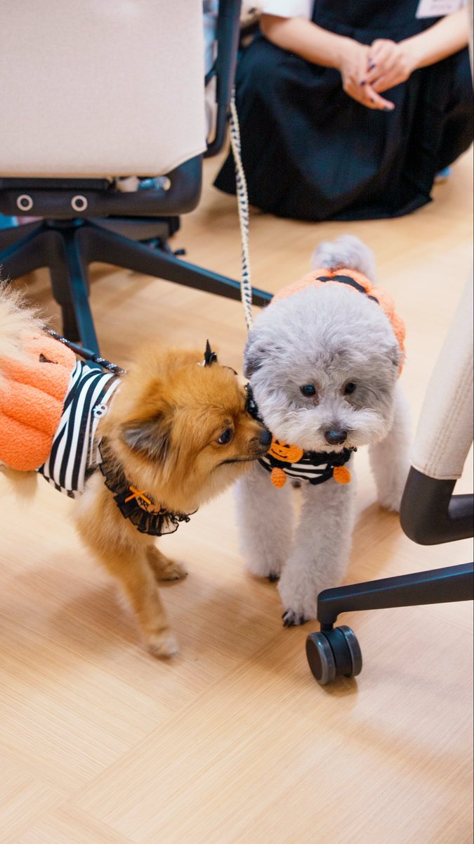 dktb3582's tweet photo. Halloween🎃🐶🎃 https://t.co/mkWgXtPnJm