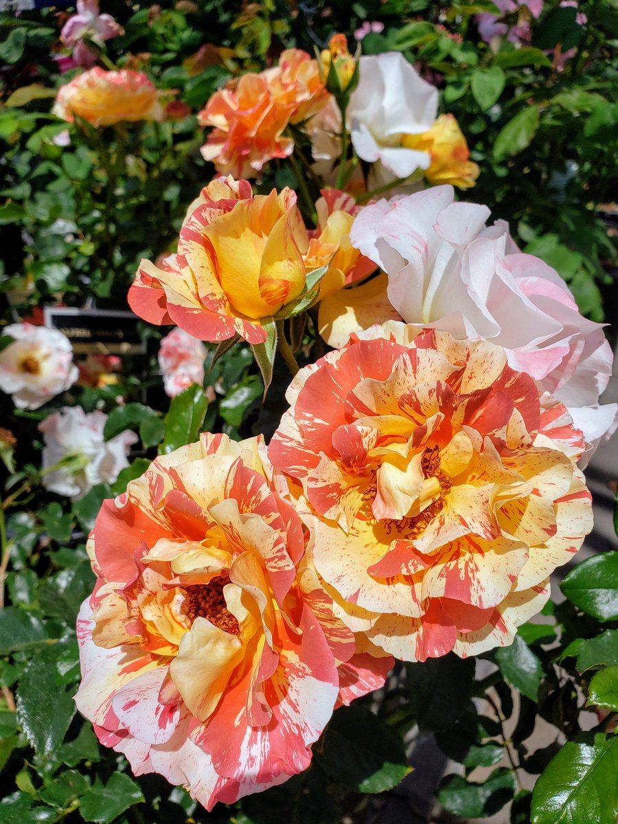 Wednesday morning vibes. SoCal