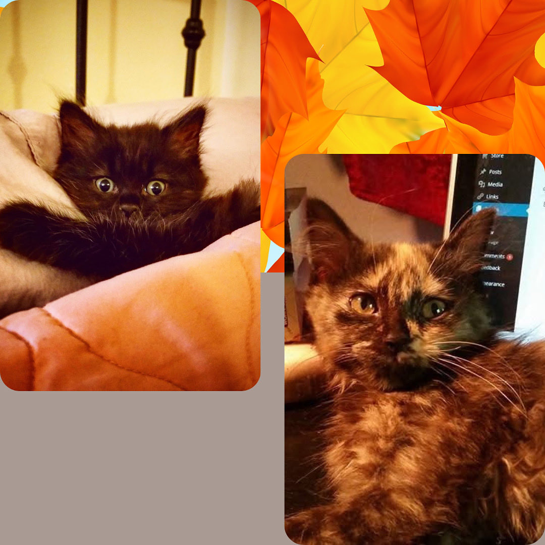 hazelfluffy's tweet photo. Happy National Cat Day! 🐈‍⬛🐈
#Cat https://t.co/4LqExnNLH2