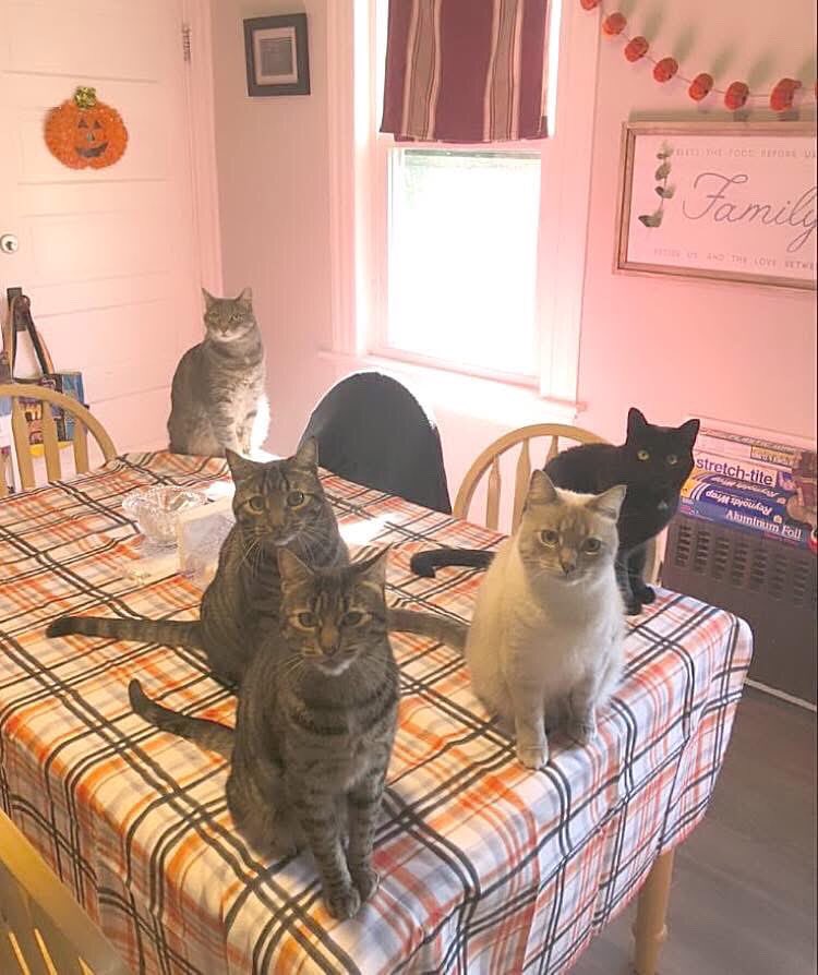 melsie77's tweet photo. Happy National Cat Day 😻
#happynationalcatday
#nationalcatday #catday #happycatday https://t.co/pR83KSvyDT