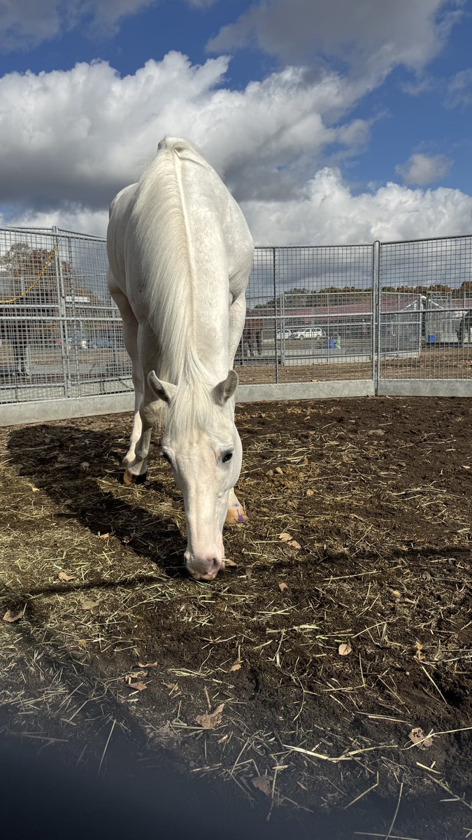 【蒼馬】 蒼馬 on X