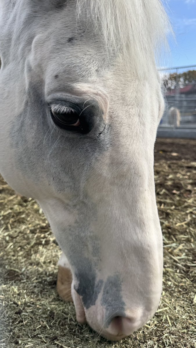 【蒼馬】 蒼馬 on X