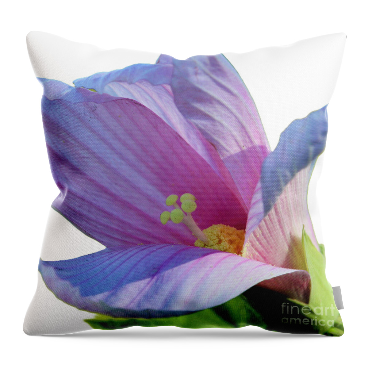 JoanneCarey64's tweet image. "Hibiscus Grandiflorus" #throwpillow 🩷
#flowerphotography #hibiscusgrandiflorus #flower #homedecor #gifts 

Another name is #swamprosemallow... native to Florida's wetlands. Known for attracting #pollinators such as bees, butterflies and hummingbirds 🩷

3-joanne-carey.pixels.com