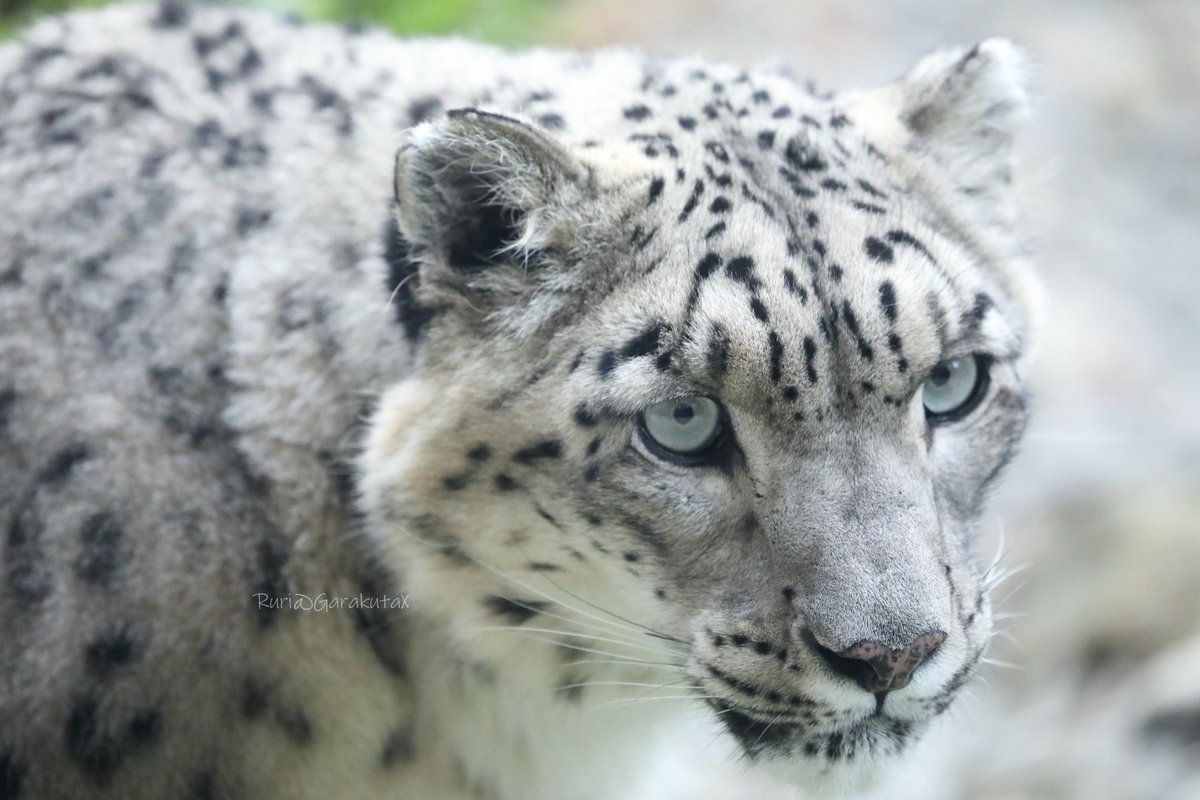 円山写ん歩
じー
***
Take a walk at Maruyama Zoo
She's targeting me
***
🐾
🐾
#円山動物園 #ユキヒョウ #シジム
#maruyamazoo #snowleopard #sizim