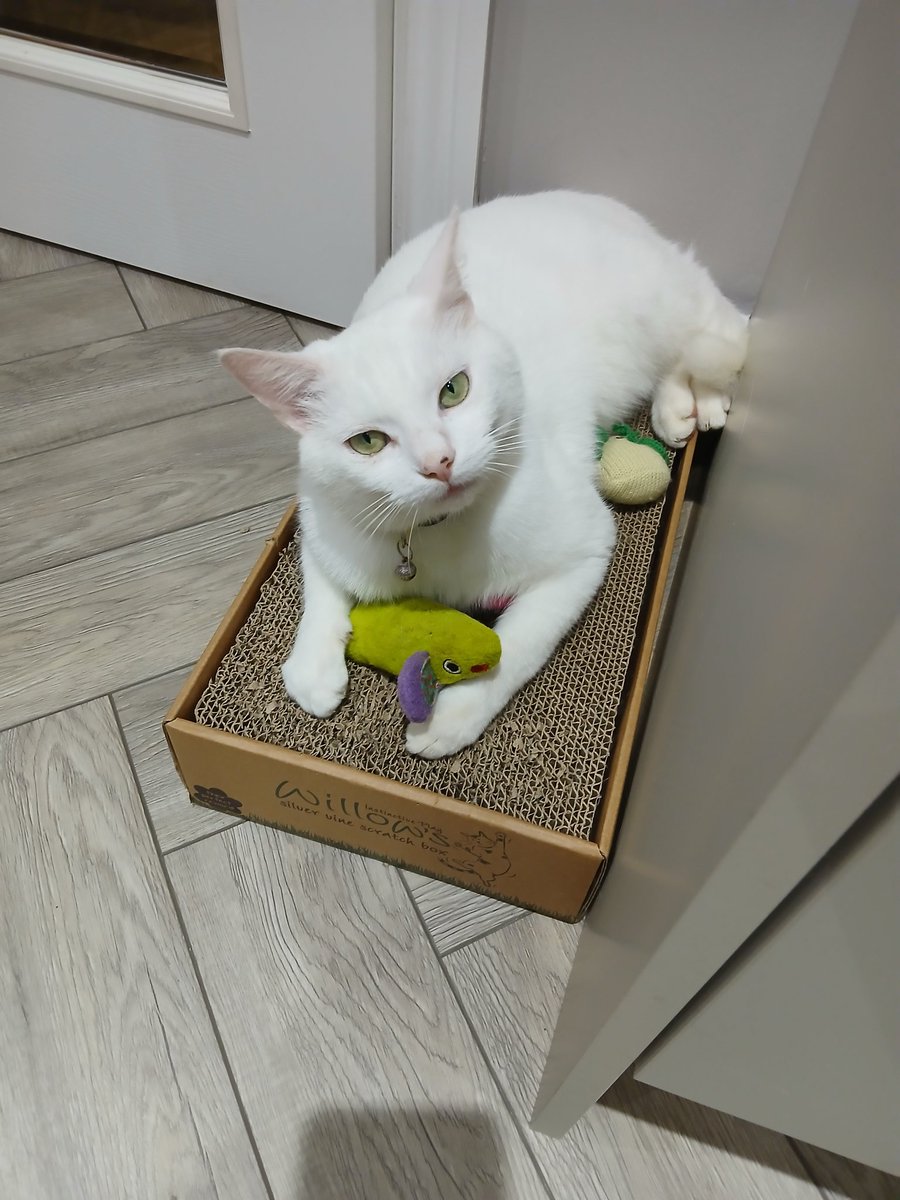 val_crossan's tweet photo. @sixlittehearts Patches loves having a chat 💕 https://t.co/08XEU1RZRr