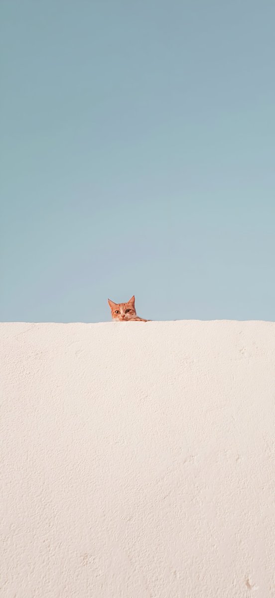 scarf_sensei's tweet photo. Cute Minimal Cat Wallpaper 🐈. https://t.co/T01cXM6O4l