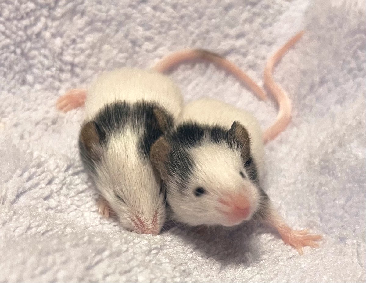 南蛮様♥専用ページ 沙羅曼蛇Ⅲ、とりあえずコンティニューでクリアしました(^^;) 次