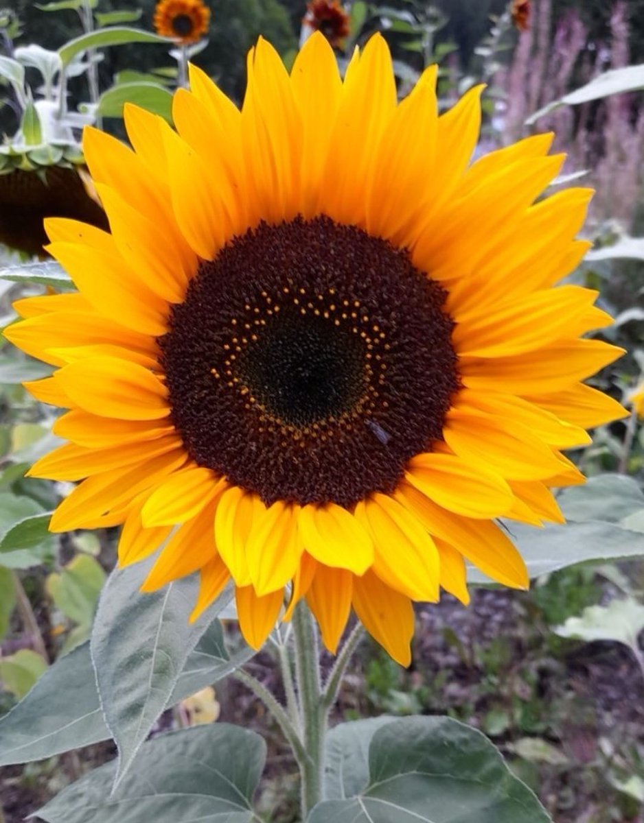 #حقيقه_يجب_ادراكها
كُن لطفاً  بحديثك
فالبعض يعاني من وجع الحياة
       وأنت لا تعلم 👍