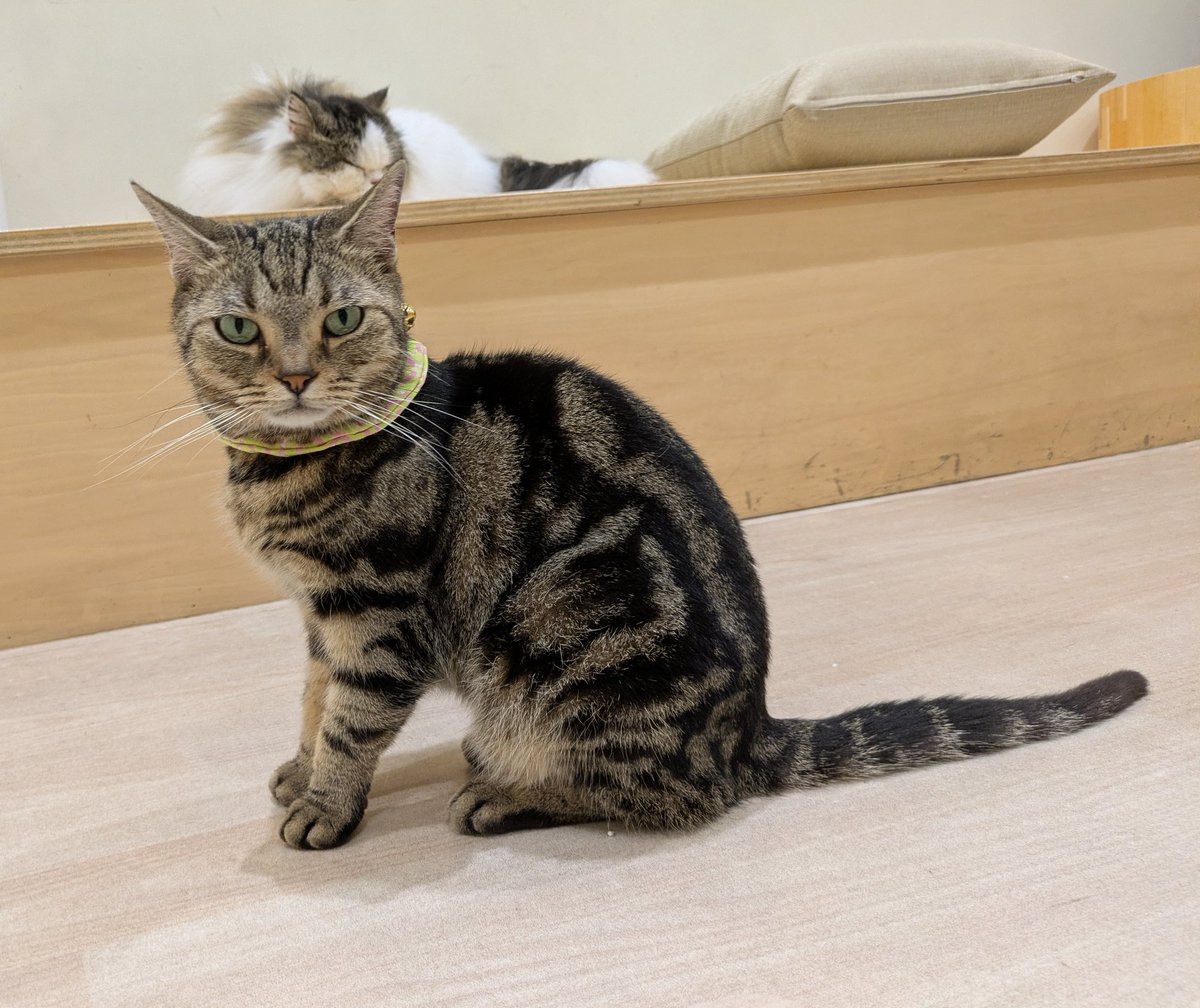 ♡ツキネコ✨ Kazuyuki🐾📸 (@regz00413) / Posts / X