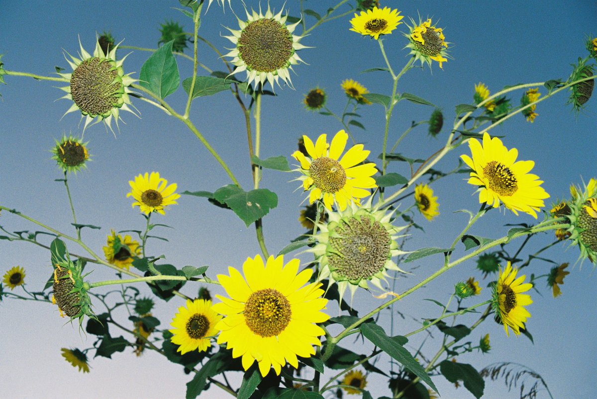 Andrew Reys (@andrewreysph) on Twitter photo gm gm