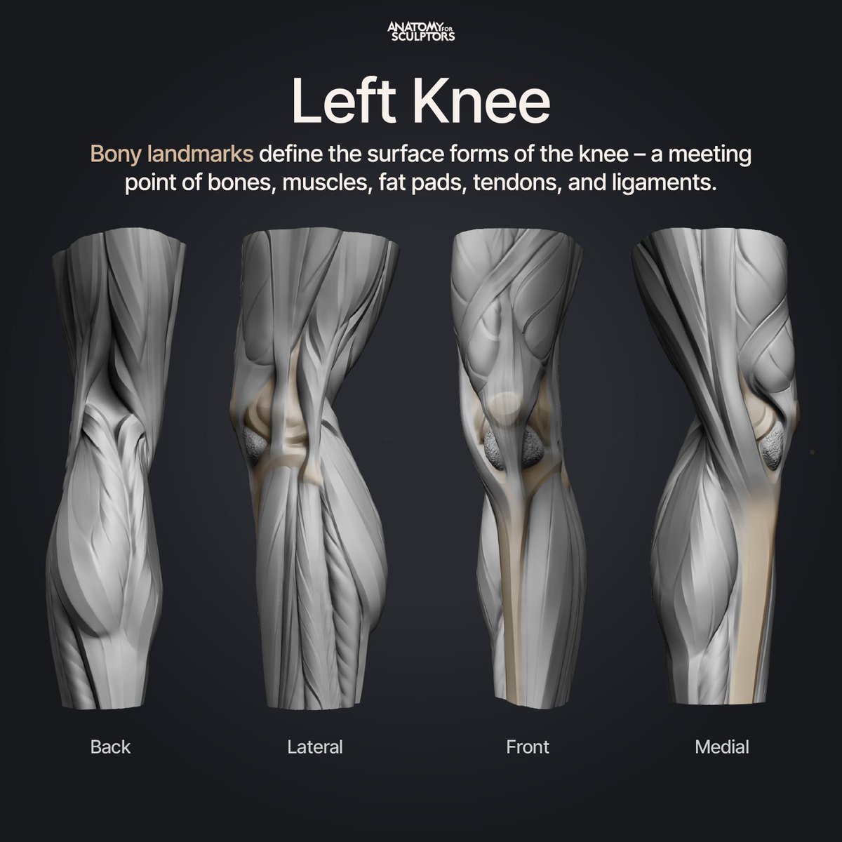 Bony landmarks define the surface forms of the knee – where bones, muscles, tendons, ligaments, and fat pads meet. They're useful for anyone learning anatomy for art. #anatomy #3dmodeling #characterdesign