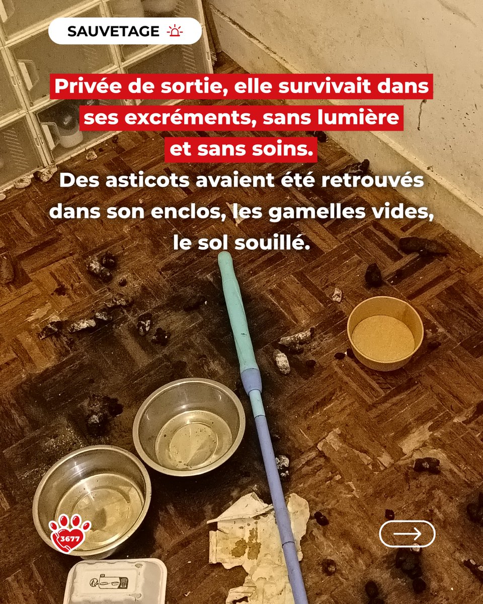 🚨 𝗙𝗶𝘁𝘆, 𝘂𝗻𝗲 𝘃𝗶𝗲 𝗿𝗲𝘁𝗿𝗼𝘂𝘃𝗲́𝗲 🚨
Signalée au 3677 pour maltraitance, Fity, croisée dogue, a vécu plus d’un an dans un cagibi sans lumière ni sortie ni soins.
Elle survivait dans ses excréments, avec des gamelles vides, un sol souillé avec des asticots.