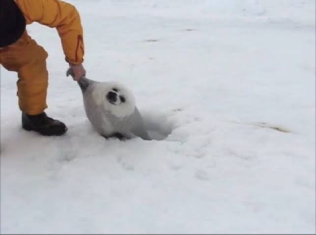 帰ってから、結果発表での古後先輩の涙とここに至るまでのあれこれを思い出して私も泣いた。

にほひが散！となり、古後先輩に「これからは好きに生きろ」と言われたのを良いことに、「来い！」と穴から古後アザラシを召喚し続けました。
優勝まで一緒に走ってくれて本当にありがとう！愛！！