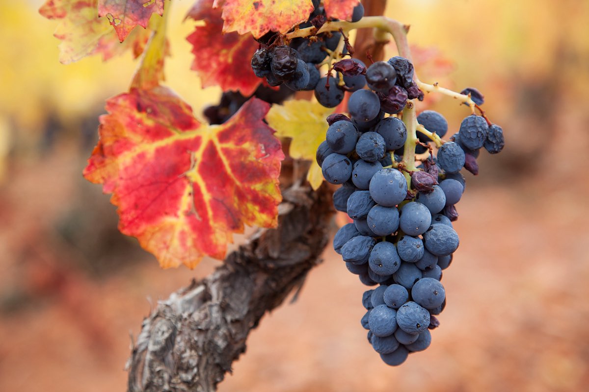 🚜🎙️📻  𝗟𝗮 𝗗.𝗢.𝗣. 𝗖𝗮𝗺𝗽𝗼 𝗱𝗲 𝗕𝗼𝗿𝗷𝗮 𝗳𝗶𝗻𝗮𝗹𝗶𝘇𝗮 𝗹𝗮 𝘃𝗲𝗻𝗱𝗶𝗺𝗶𝗮 𝗰𝗼𝗻 𝟮𝟬 𝗺𝗶𝗹𝗹𝗼𝗻𝗲𝘀 𝗱𝗲 𝗸𝗶𝗹𝗼𝘀 𝗱𝗲 𝘂𝘃𝗮 𝗰𝗼𝘀𝗲𝗰𝗵𝗮𝗱𝗼𝘀.
📻  Nos lo han contado hoy en ❜𝗗𝗲 𝗽𝘂𝗲𝗿𝘁𝗮𝘀 𝗮𝗹 𝗰𝗮𝗺𝗽𝗼❜ 𝗱𝗲 𝗔𝗿𝗮𝗴𝗼́𝗻 𝗥𝗮𝗱𝗶𝗼.
📻