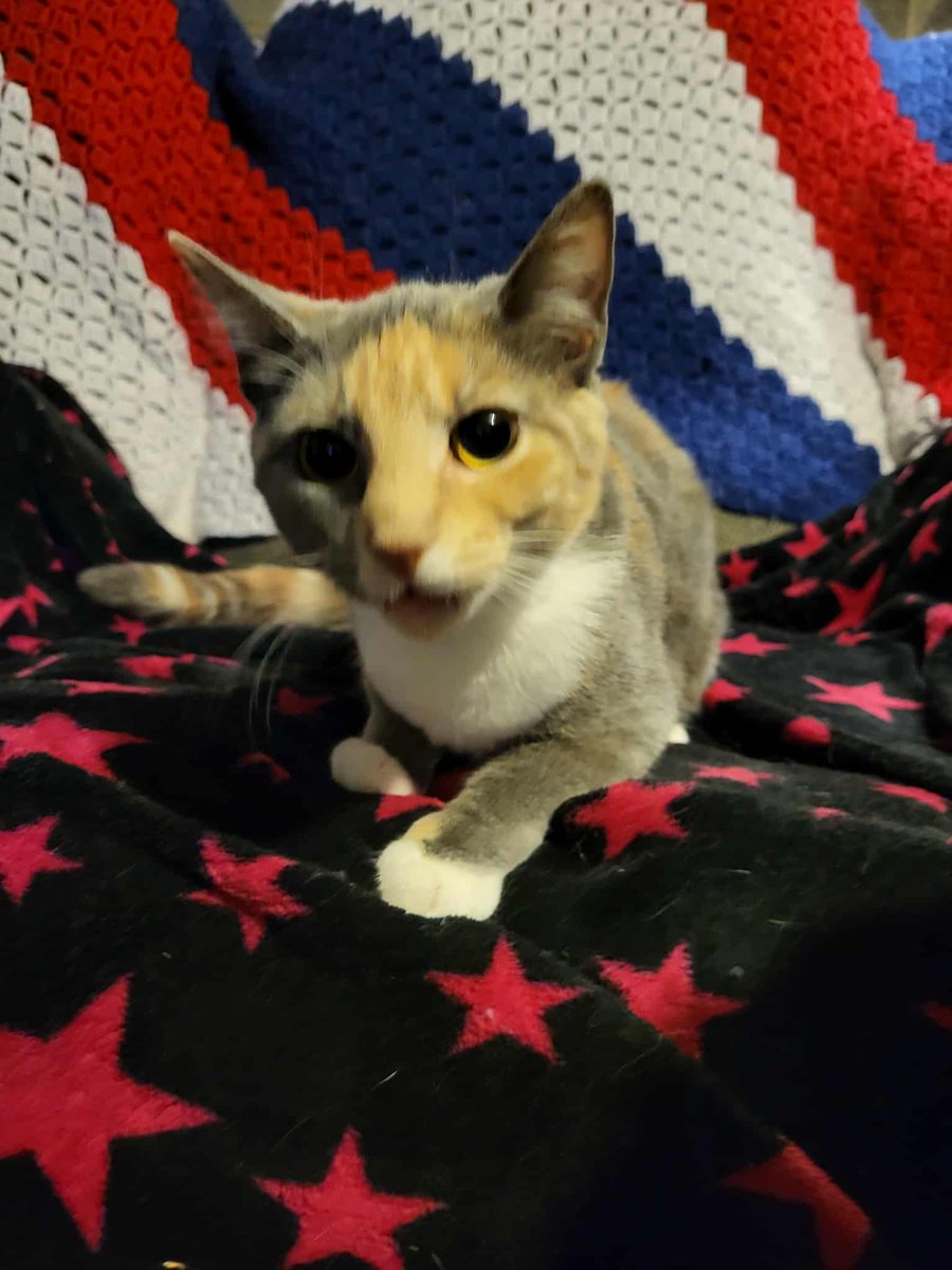 Hi its me, FiFi, I'm still available for adoption. Im 7 months old, spayed, utd vaccines, microchipped and Felv/Fiv negative.