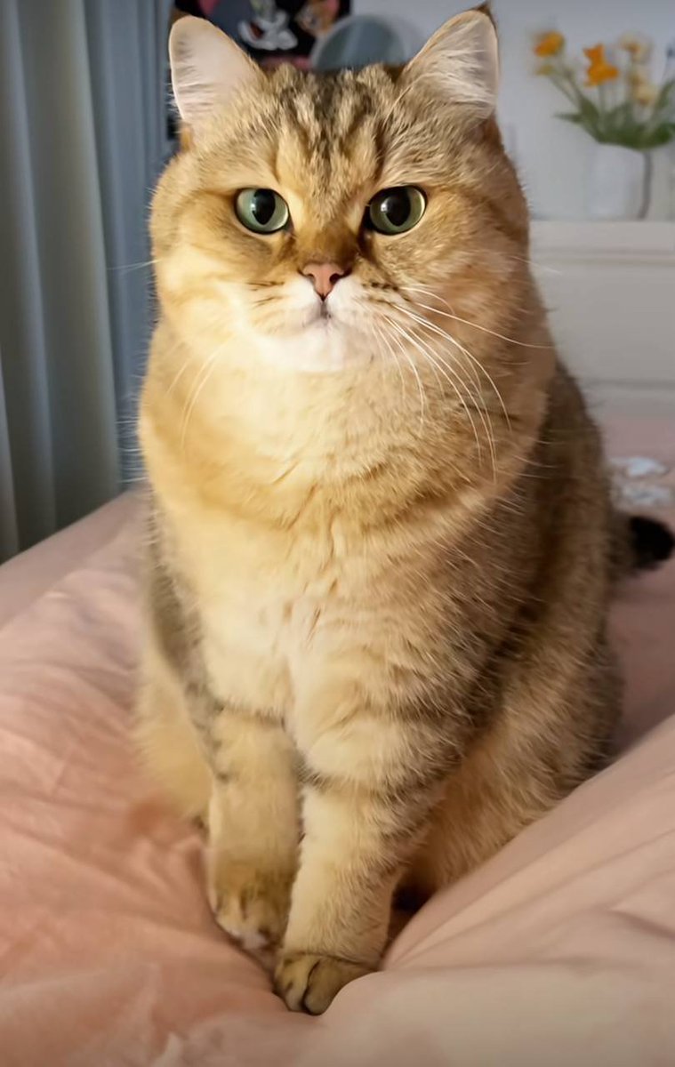 Harper2g's tweet photo. #Sharing #Photos #DailyLife #BritishShorthairCatorScottishStraightEarCat https://t.co/cDH3cejKjs