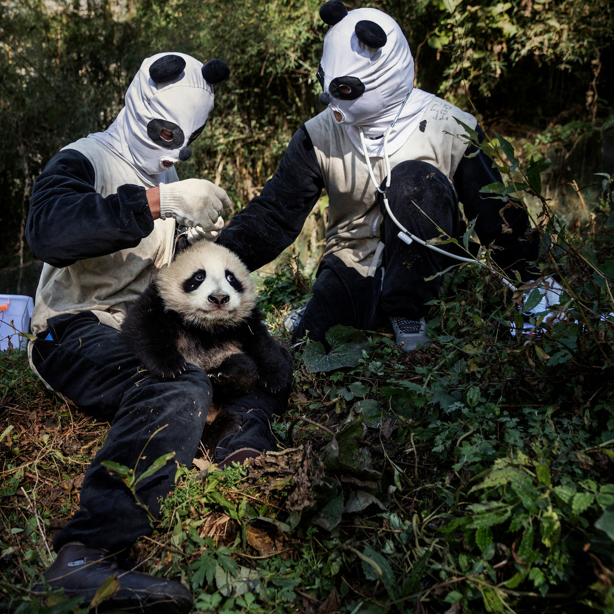 Ellos son Mengers, una de las bandas más poderosas del momento en México, tienen nuevo disco en el cual la banda transforma caos en euforia y consolidan el mundo la música subterránea, #ponleplay a "FLAVIO"

ow.ly/Ux1V50XjqCp