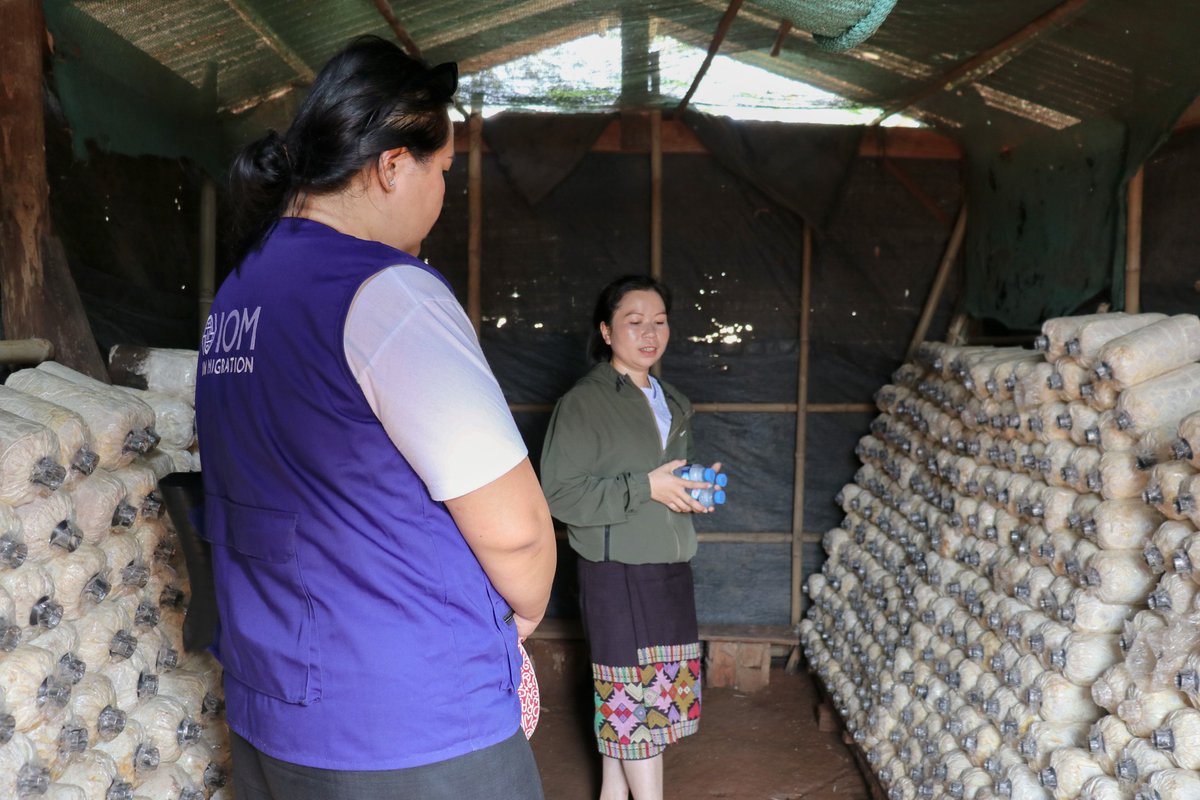 UNmigration's tweet photo. From factory work abroad to entrepreneurship at home, Mok’s journey shows how reintegration support can transform lives. 
 
With support from IOM, she’s now earning a stable income from mushroom farming and building the life she once dreamed of. https://t.co/9k903vpjbG https://t.co/AoTnQp8Qgn