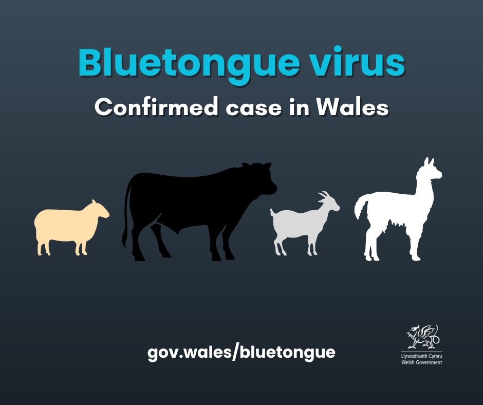 WGRural's tweet photo. Bluetongue serotype 3 has been confirmed on 3 new premises in the Temporary Control Zone in Monmouthshire.

A further case has been identified nr Brecon. Livestock keepers - remain vigilant, talk to your vet &amp; take care when sourcing livestock.

Report suspect cases to @APHAgovUK https://t.co/Rm5XhS79Sj