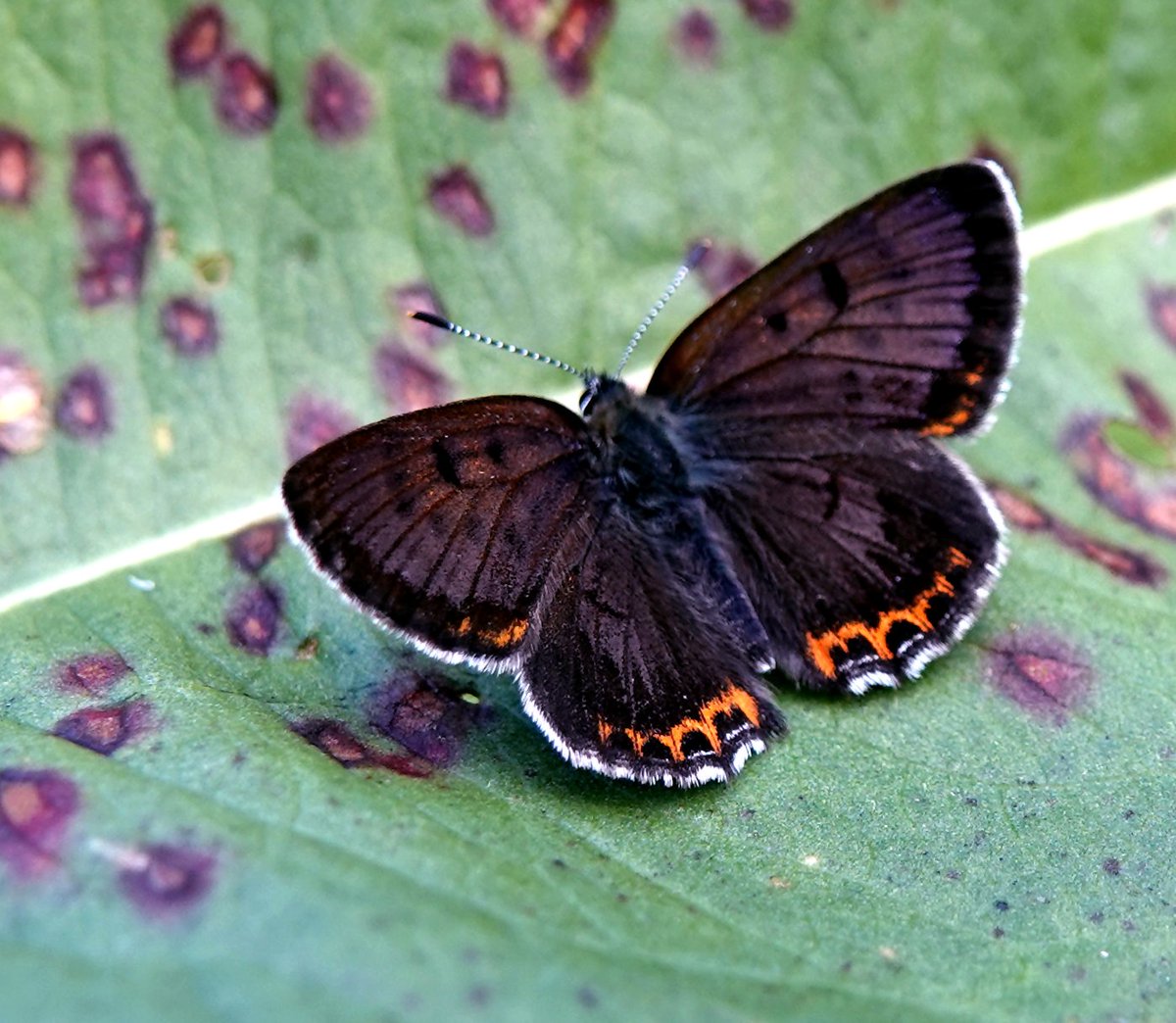 The gorgeous Violet Copper has a very patchy distribution in Europe and is usually found in small colonies in damp meadows and bogs. This individual was photographed in the Hajnowka Meadows, Podlasie, Poland in July 2020