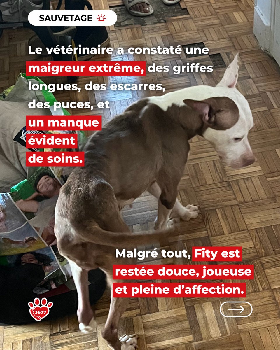 🩺 Le vétérinaire a constaté une maigreur extrême, des griffes longues, des escarres, des puces et un manque évident de soins.
Malgré tout, Fity est restée douce, joueuse et pleine d’affection 🐾