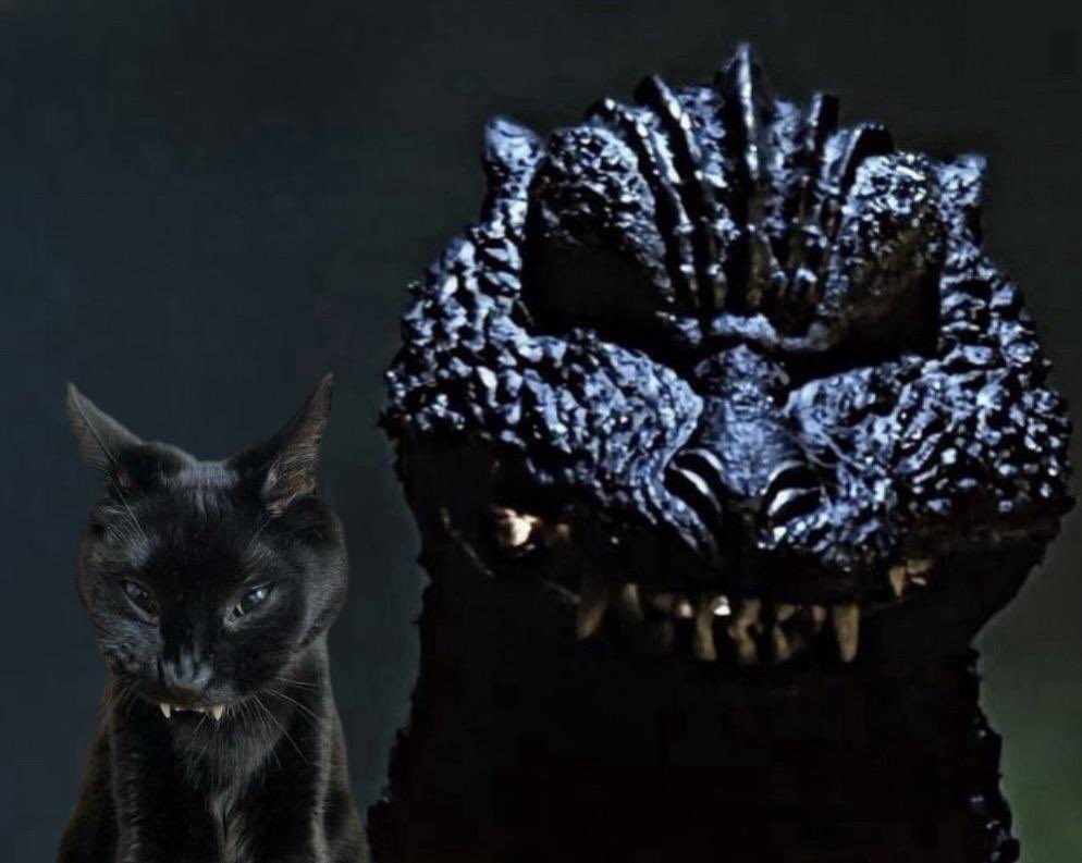 Mr_goji54's tweet image. Today is national Cat Day.