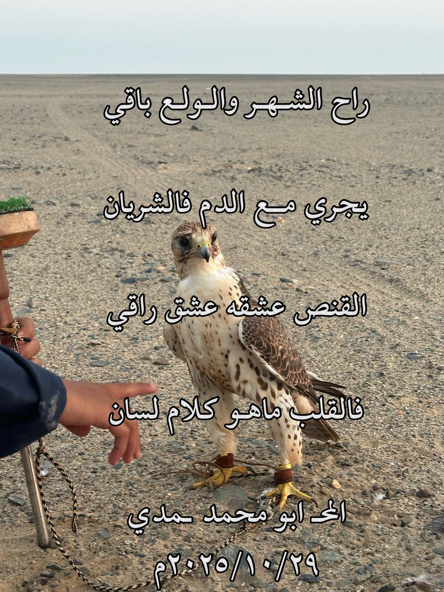 راح الشهر والولع باقي
يجري مع الدم فالشريان
القنص عشقه عشق راقي
فالقلب ماهو كلام لسان 
المحـ ابو محمد ـمدي