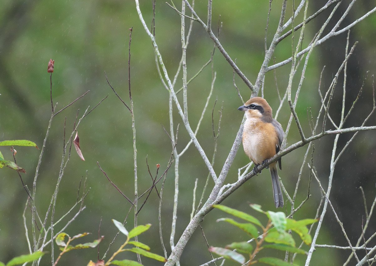森のさえずり 森のさえずり Japanese Wind Chimes & Birdsong in a Cool