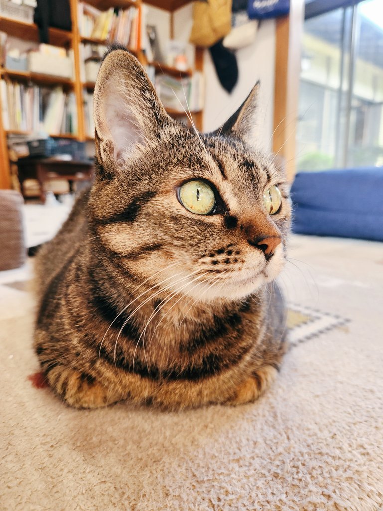 急に寒くなりました
朝晩は暖房が必須🍂🍂
ふぅちゃん😺のおててないない
あったかそうです

#おててないない