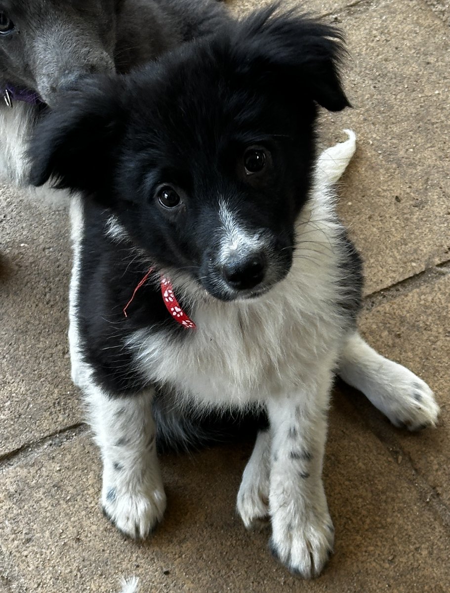 Meadow - 12 weeks, female - Border Collie x - SA *Adopted*
workingdogrescue.com.au/?p=123047
Adopted,archive,AWDRI,bordercollie,Puppy,SouthAustralia(SA)